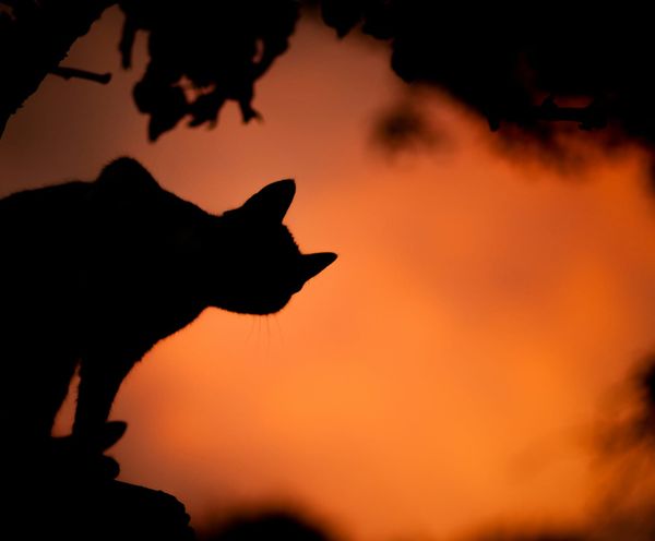 PPP After Dark: Tuesday edition