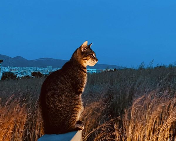 PPP After Dark: Marlies and more edition