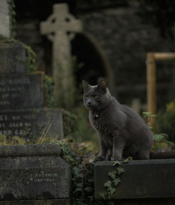 PPP After Dark: Elimination edition