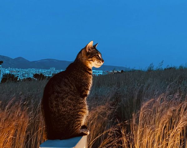 PPP After Dark: Three teams will lose tonight!