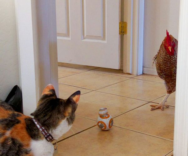 PPP After Dark: Round 2. Fight!