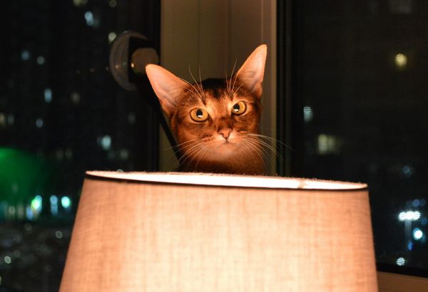 PPP After Dark: Where's my chicken dinner?!