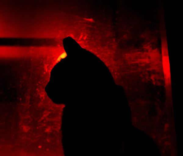 PPP After Dark: Watch the Jets* lose edition