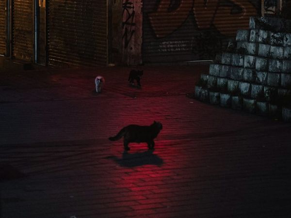 PPP After Dark: Late night activities