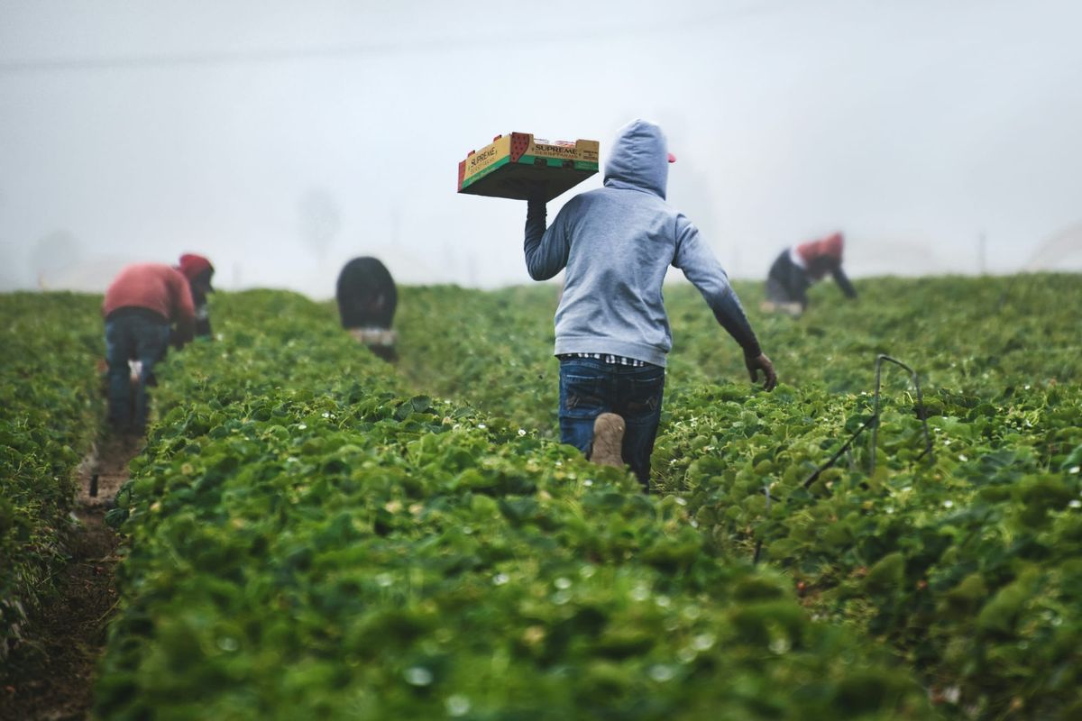 Panama Formalizes $500 Million CAF Loan for Farms and Small Businesses