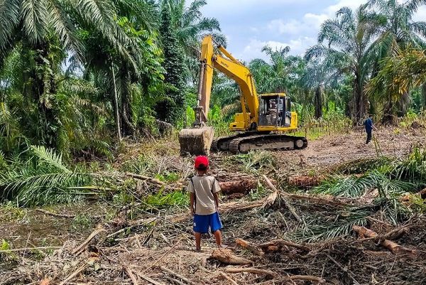 Protecting Childhood: Navigating Child Labor Laws in Indonesia's Palm Oil Industry