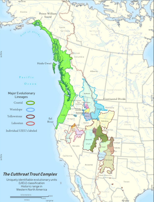 Historic range of the four native trout species in North America