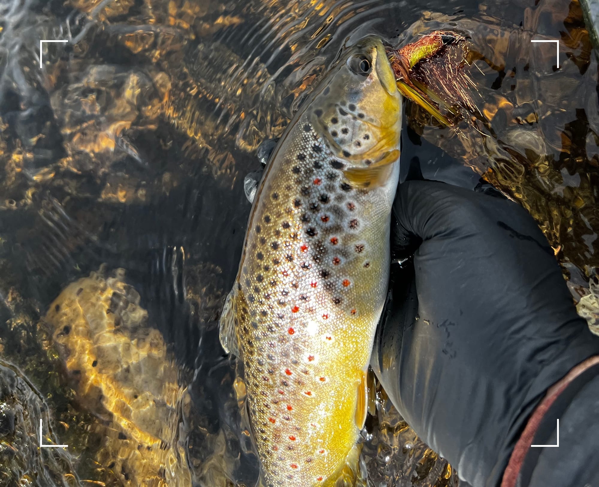 releasing a streamer chasing brown trout from the Arkansas River near Leadville, Colorado