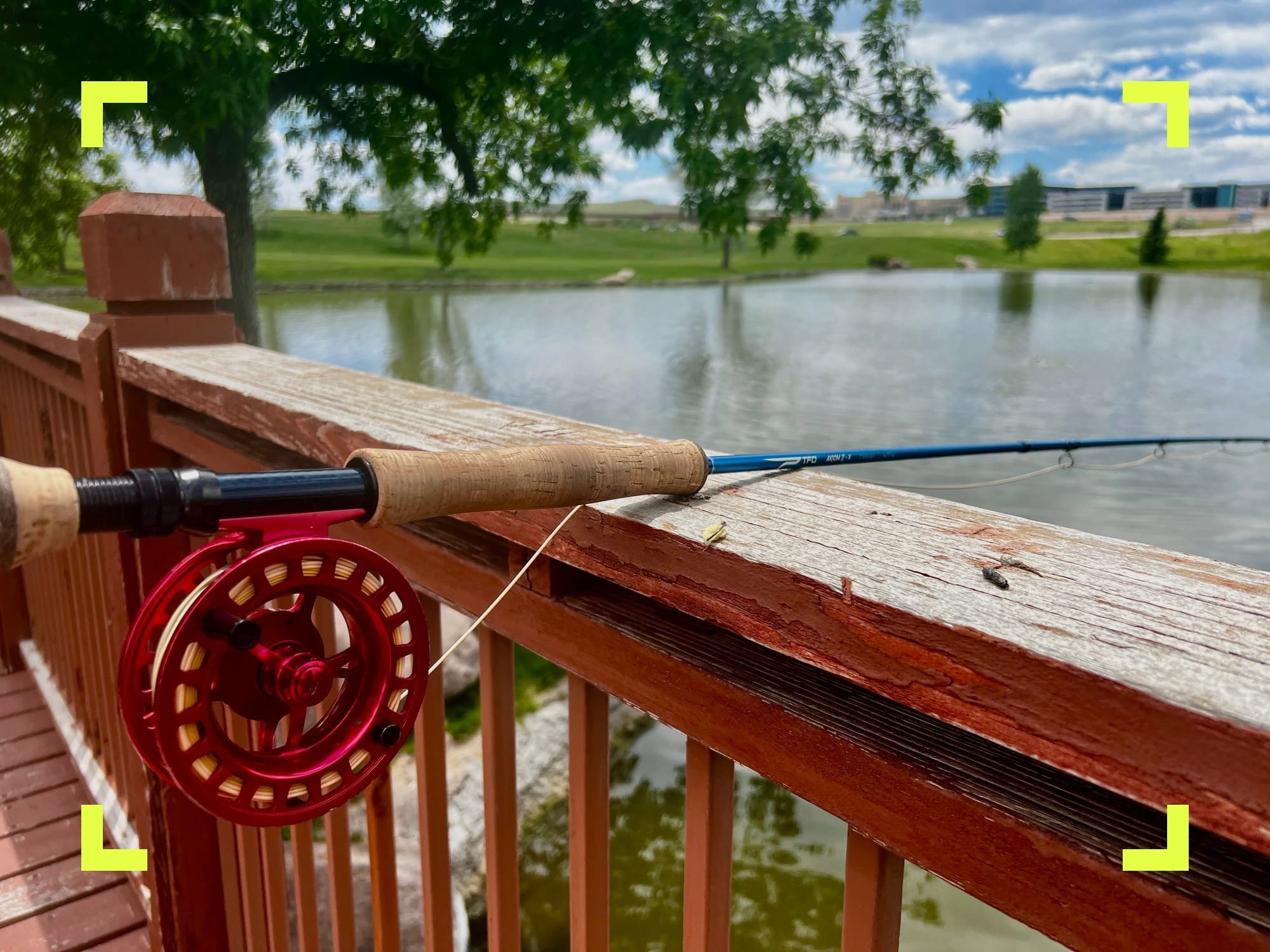 Fly fishing for carp in Colorado, urban angling for common carp and grass carp