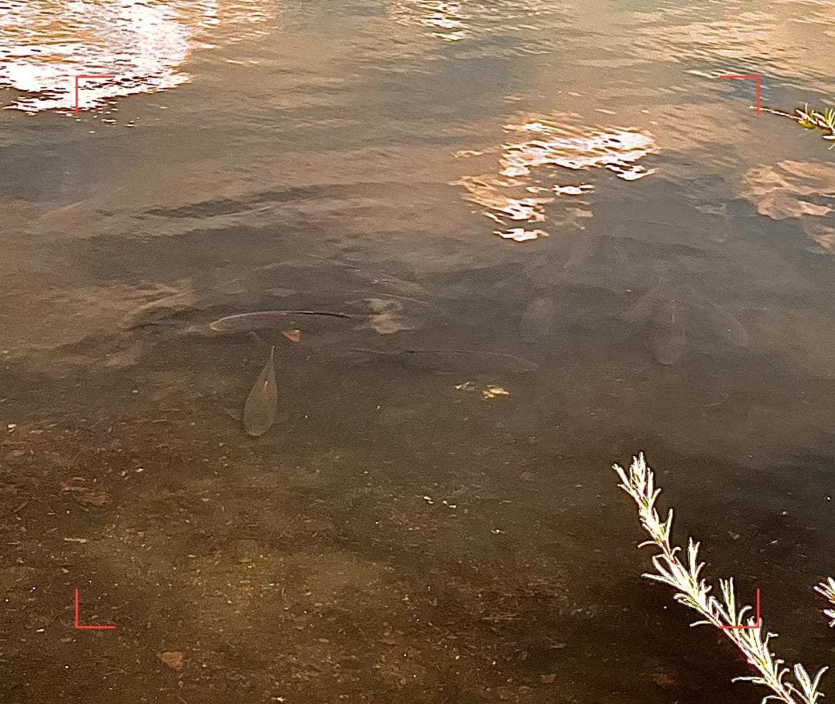 sight fishing carp