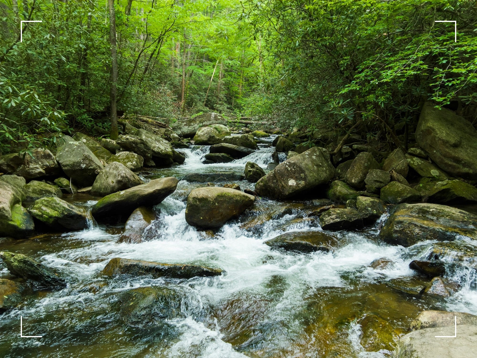 Pocket water on a small trout creek