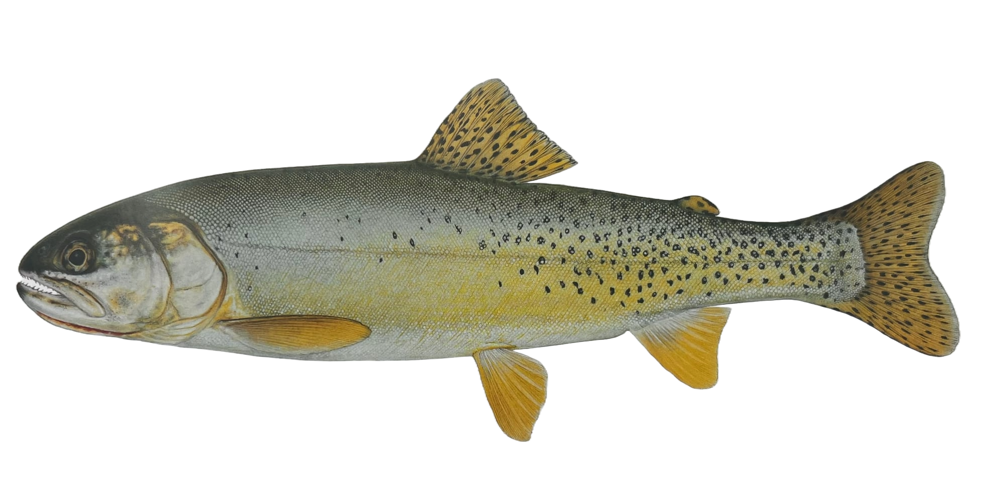 yellowfin cutthroat trout illustrated by Joseph R. Tomelleri