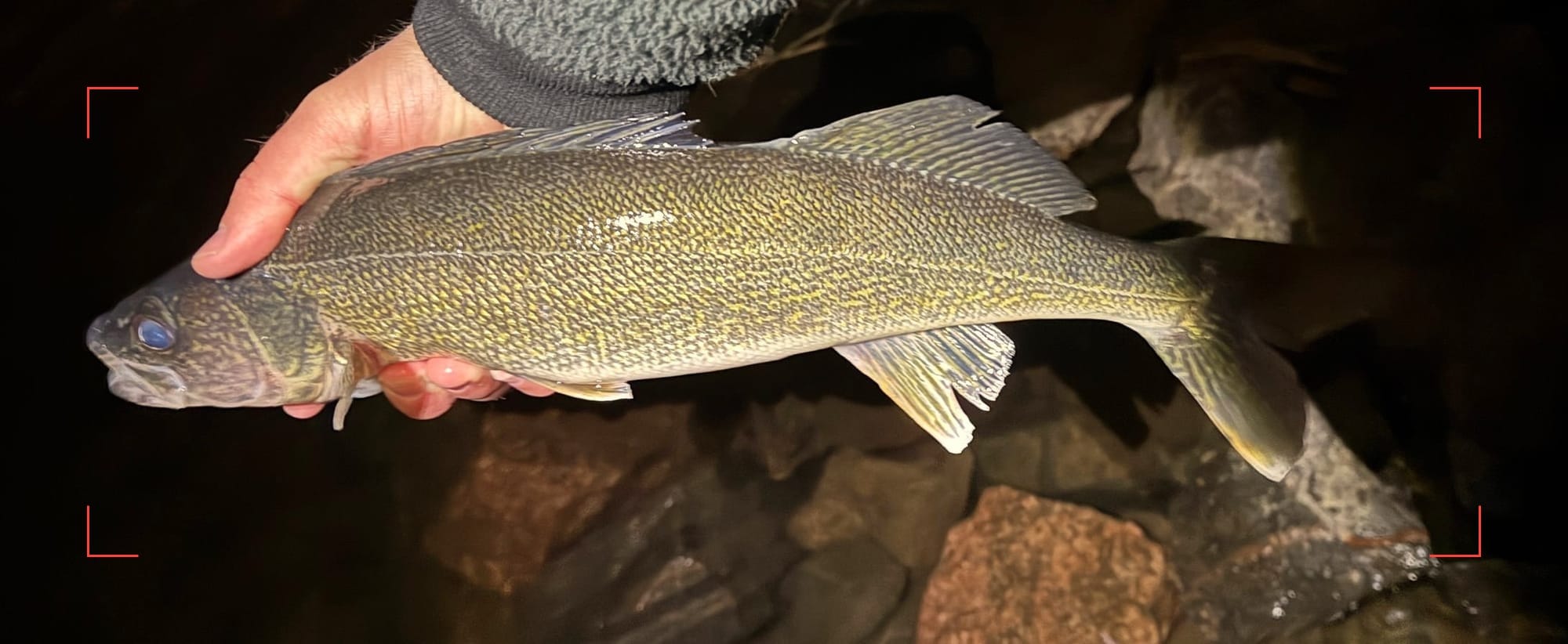 fly fishing for walleye with a kreelex streamer, Colorado
