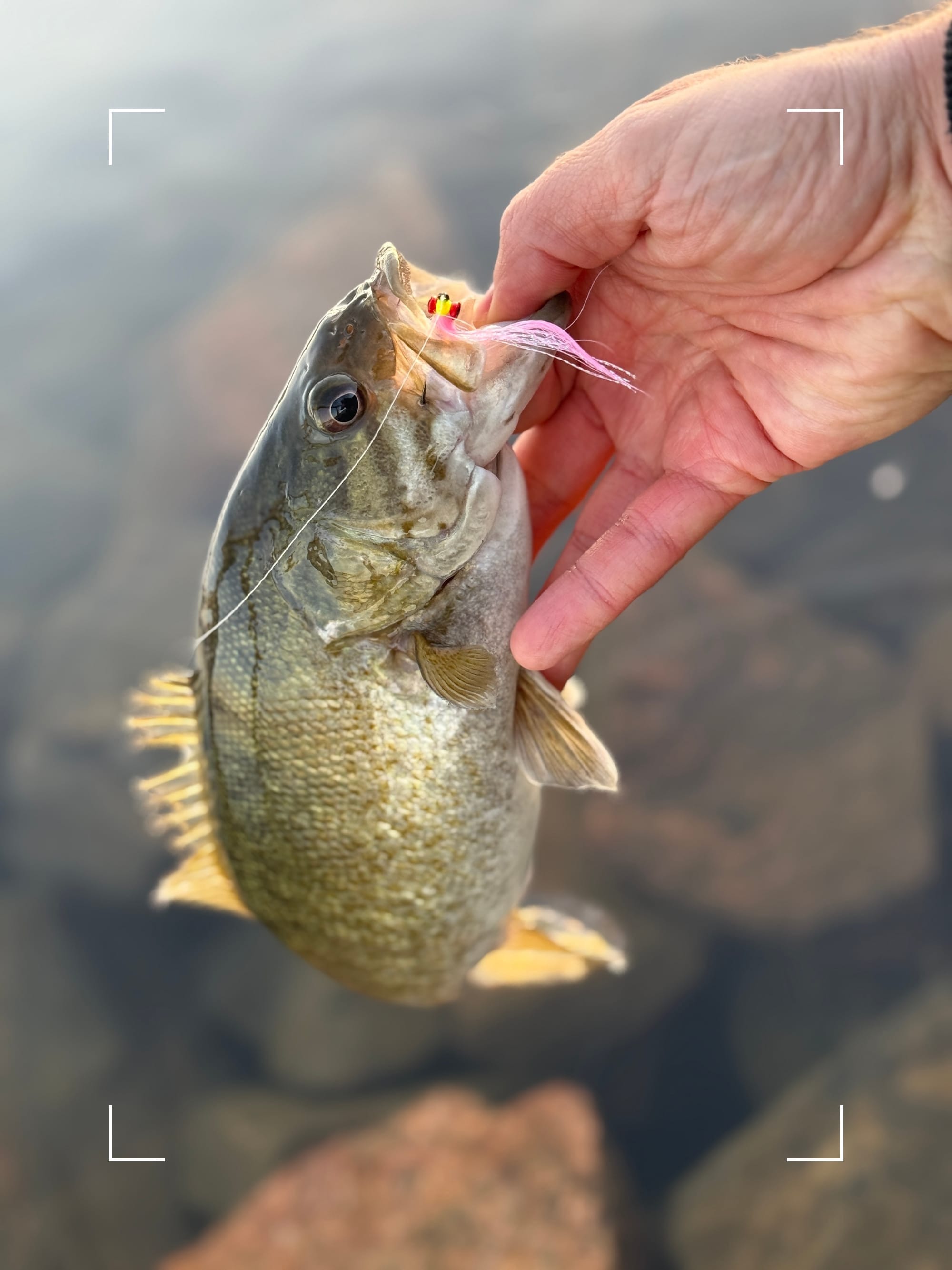 fly fishing for smallmouth bass on a clouser minnow, Colorado
