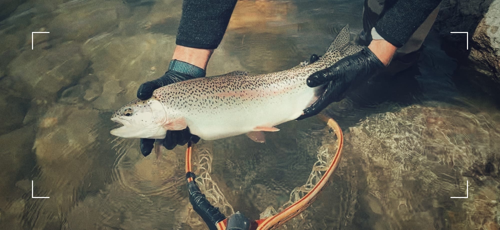 stillwater fly fishing, rainbow trout eating a perdiworm fly pattern