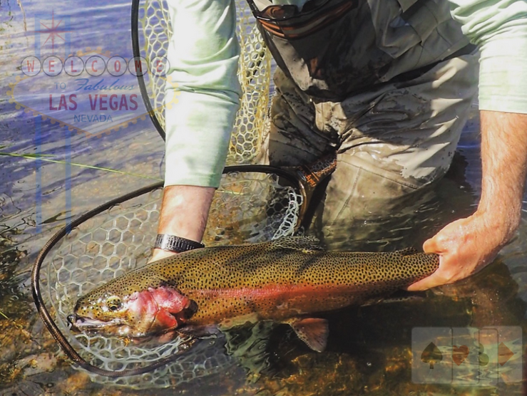 Hog of a rainbow trout getting released from a tailwater in Wyoming, rainbow trout, amy's ant fly pattern