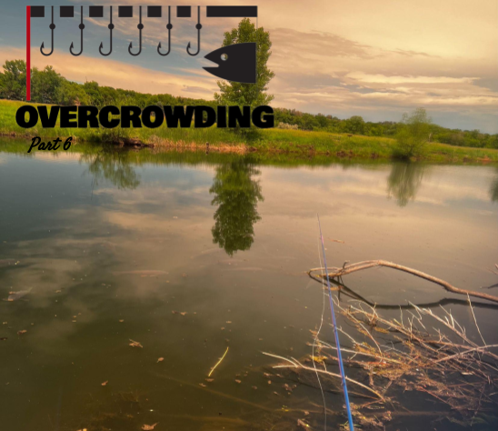 dealing with pressured rivers and overcrowding: new directions in fly fishing, unique fisheries