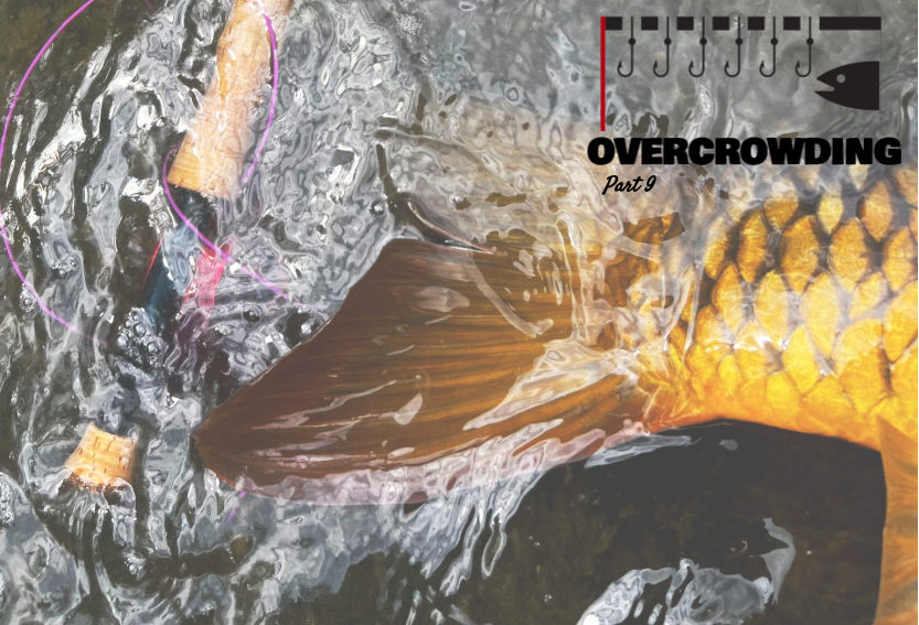 dealing with pressured rivers and overcrowding: fly fishing for carp to avoid pressured rivers