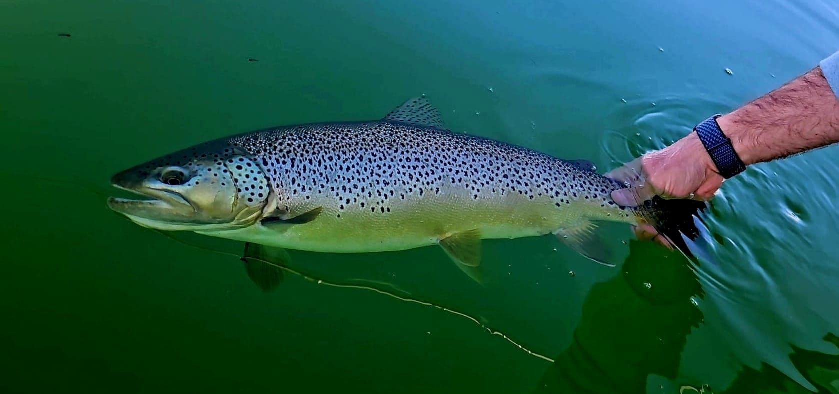 Due West | Fly Fishing