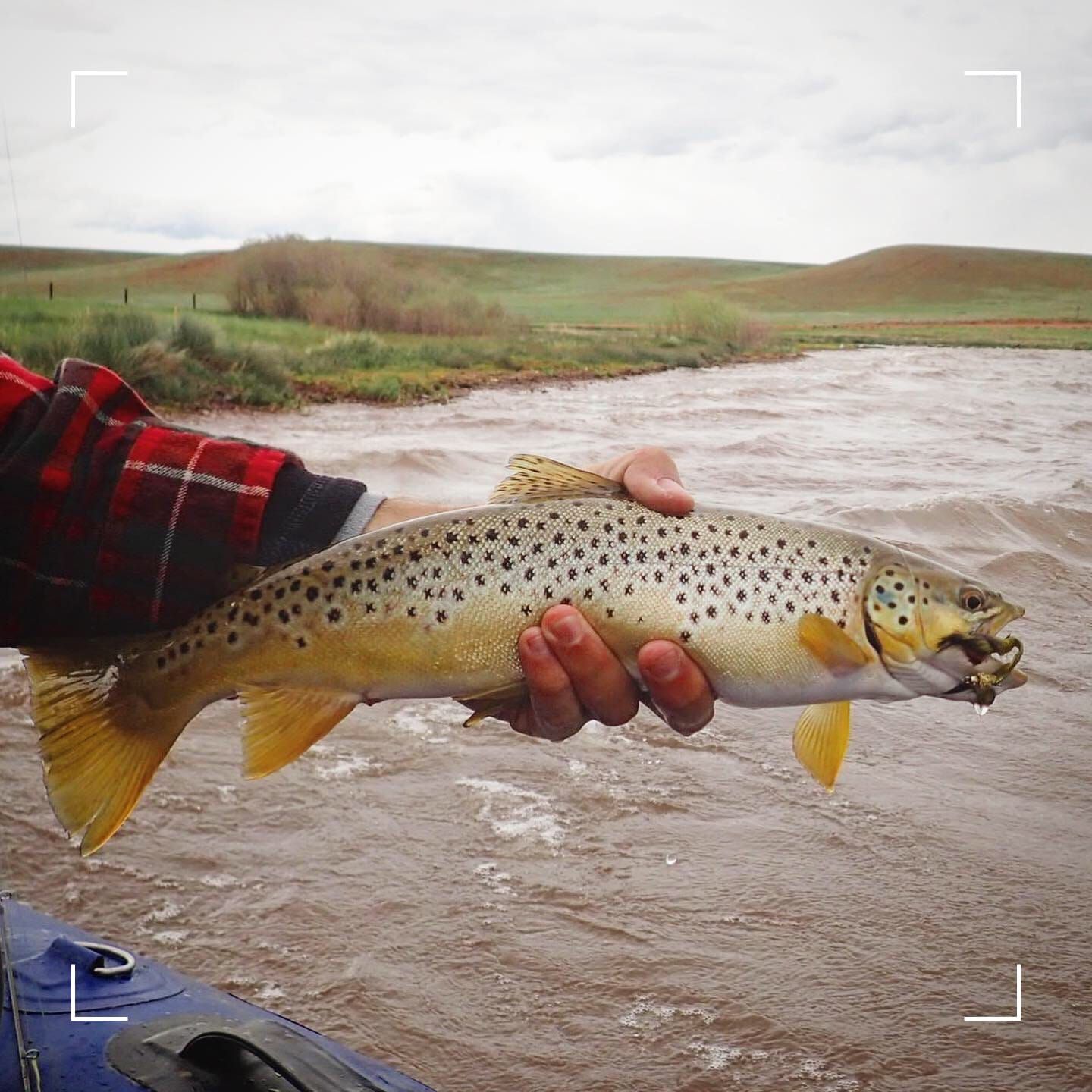 stillwater fly fishing for brown trout