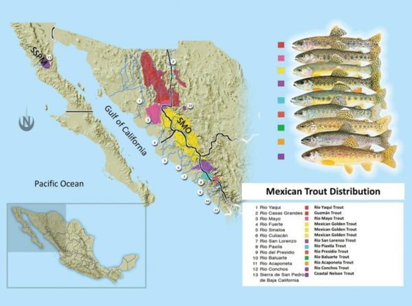 mexican trout distribution