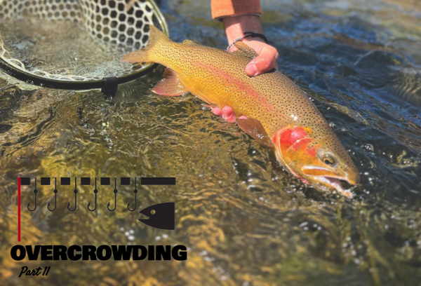 dealing with pressured rivers and overcrowding: Releasing a cutbow from the South Platte River
