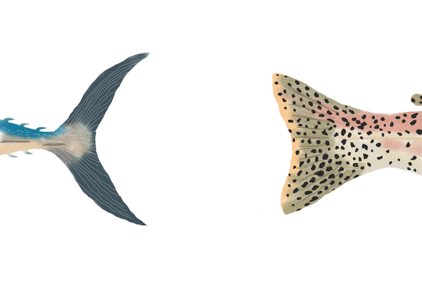 Useful Biology: What A Fish Tail Teaches Anglers