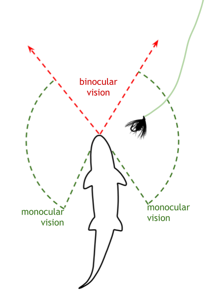 swinging soft hackle for trout spey, fly patterns include hares ear, partridge, peacock, pheasant tail soft hackles
