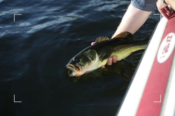 Swim Bladders and Pressure Changes: What Anglers Need to Know