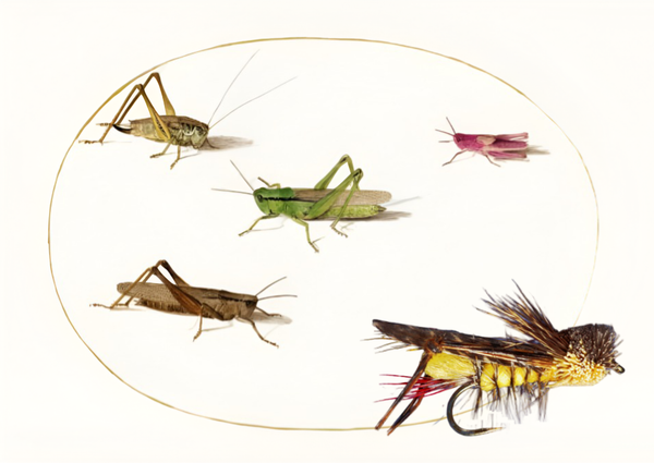 Which hopper fly is the best fly pattern? Color combinations for chubby chernobyls,  dave's hopper, morrish hopper and others