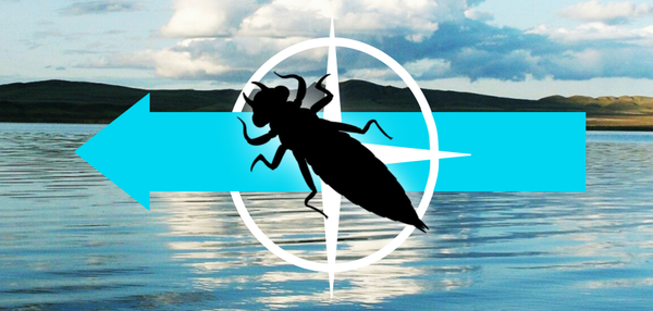 fly fishing dragonfly nymphs, stillwater fly fishing, lake fly fishing, dragonflies, streamers