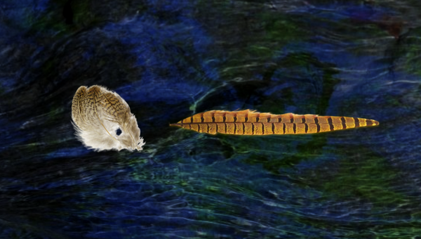 fly fishing soft hackles, pheasant tail, india hen, golden pheasant tippets, fly tying, saddle, partridge, grouse, grizzly, wet fly, wetfly, flymph