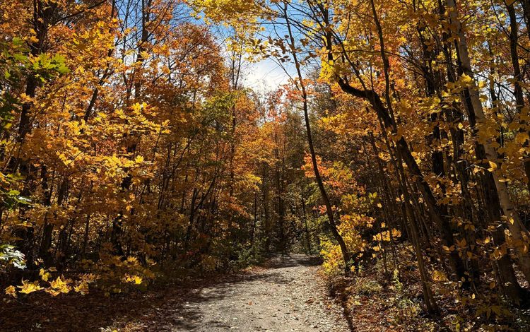 The November Newsletter