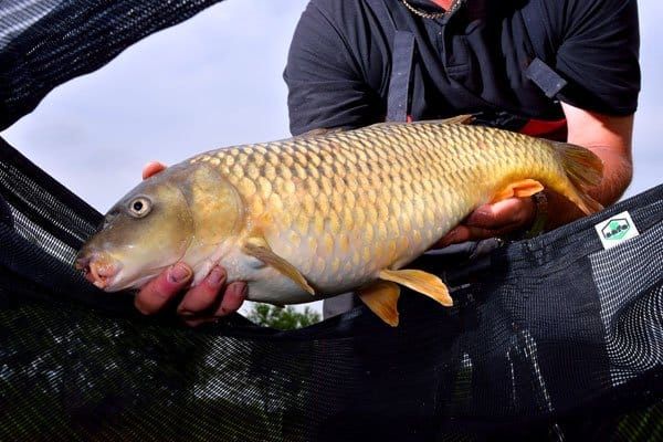 Gone fishing: Antibacterial polymer nets to tackle disease