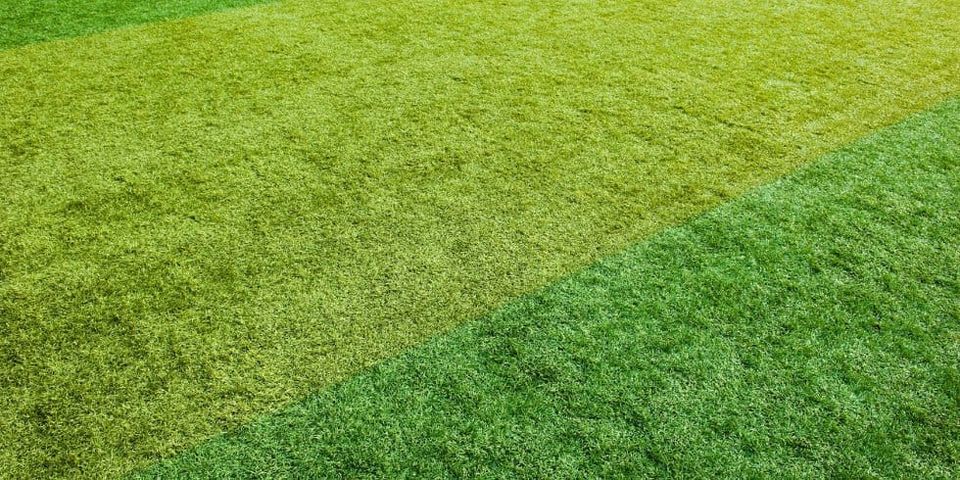 Plastic pitches: The grass is most definitely greener