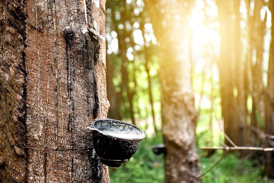 Rubber production and the path to sustainability