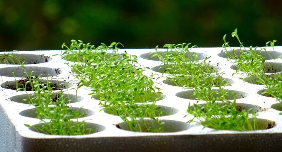 Sustainable material comparisons using LCA