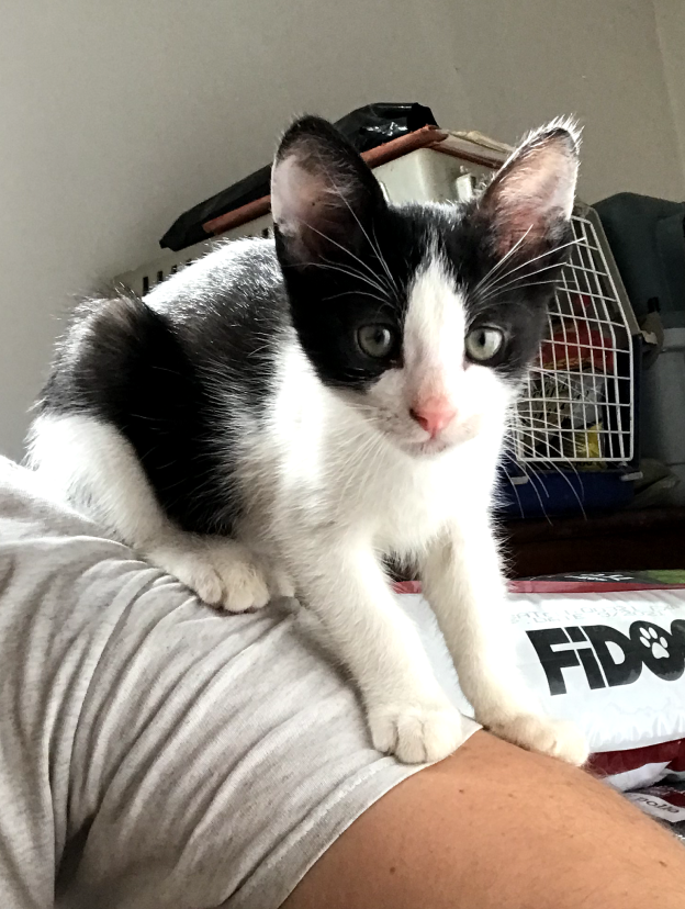 Feeding pigs and learning to drive