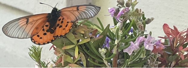 Butterfly with injured antenna rests on a bouquet of wildflowers