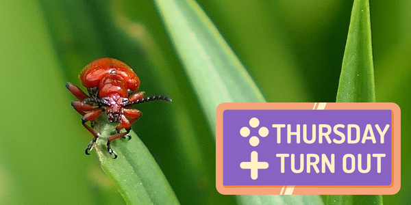 Thursday Turn Out - 03/26/2026