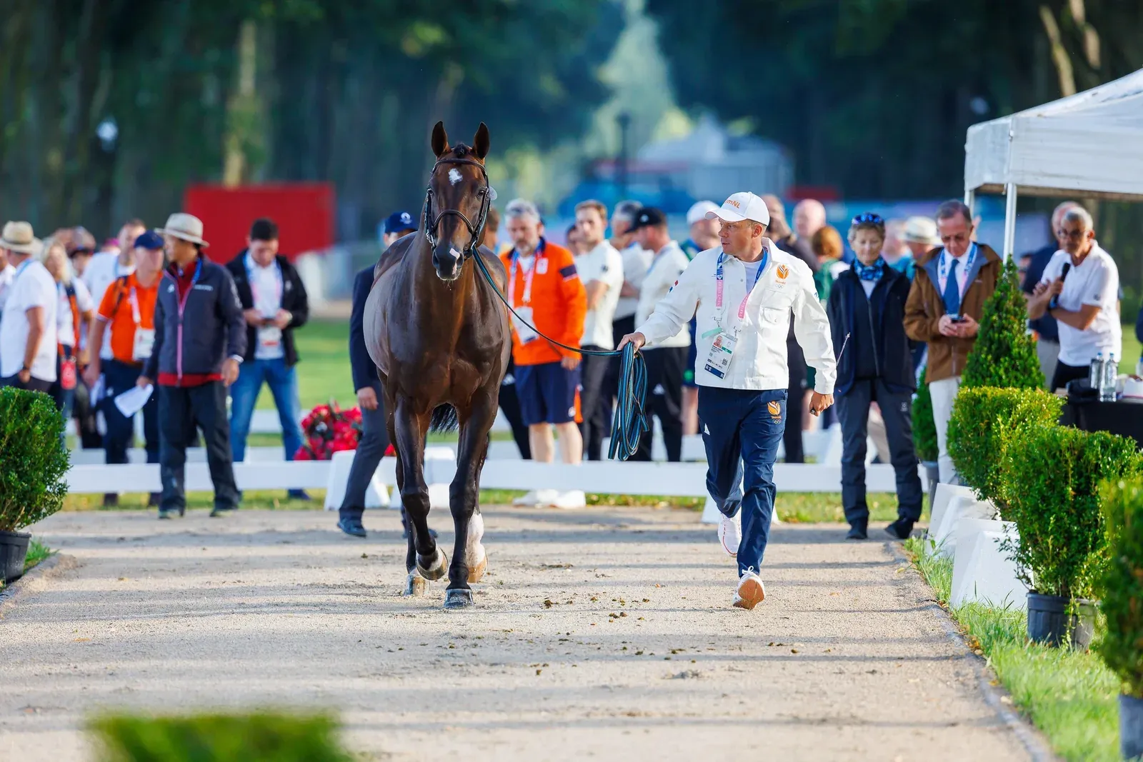 Inspección veterinaria a un caballo en el marco de una competición ecuestre.
