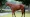 Diamond Necklace como yearling durante su presentación en Arqana antes de su campaña clásica.