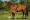 Yegua baya con su potrillo en un potrero, ejemplo del bienestar equino como eje del debate en la FEI.