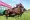 Caballo pura sangre frente a ParisLongchamp en una ilustración sobre la posible admisión de castrados en el Prix de l'Arc de Triomphe.