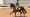 Marieke van der Putten y Zantana durante el Gran Premio CDI del CHIO Rotterdam 2026.