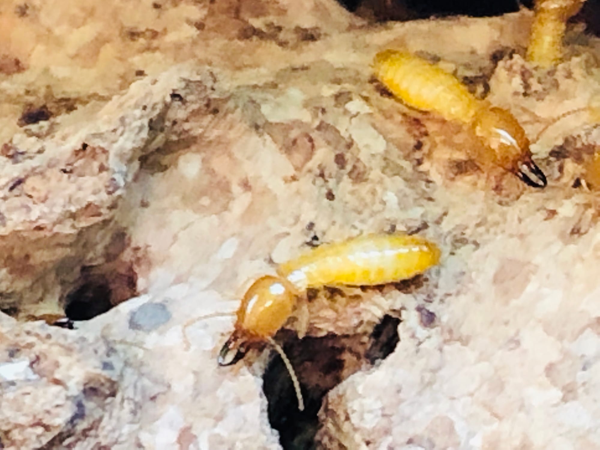 A close-up of several light-colored termites with orange heads crawling on and burrowing into damaged, porous wood.
