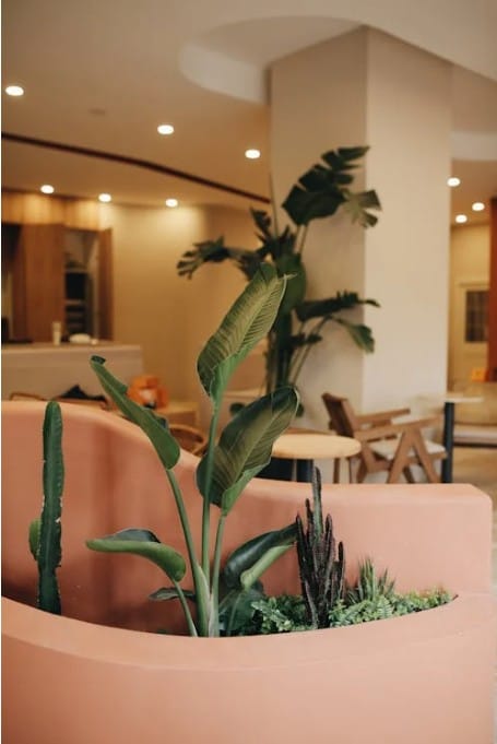 Modern cafe interior featuring a terracotta planter with a Bird of Paradise plant and cacti against a warm, minimalist background.