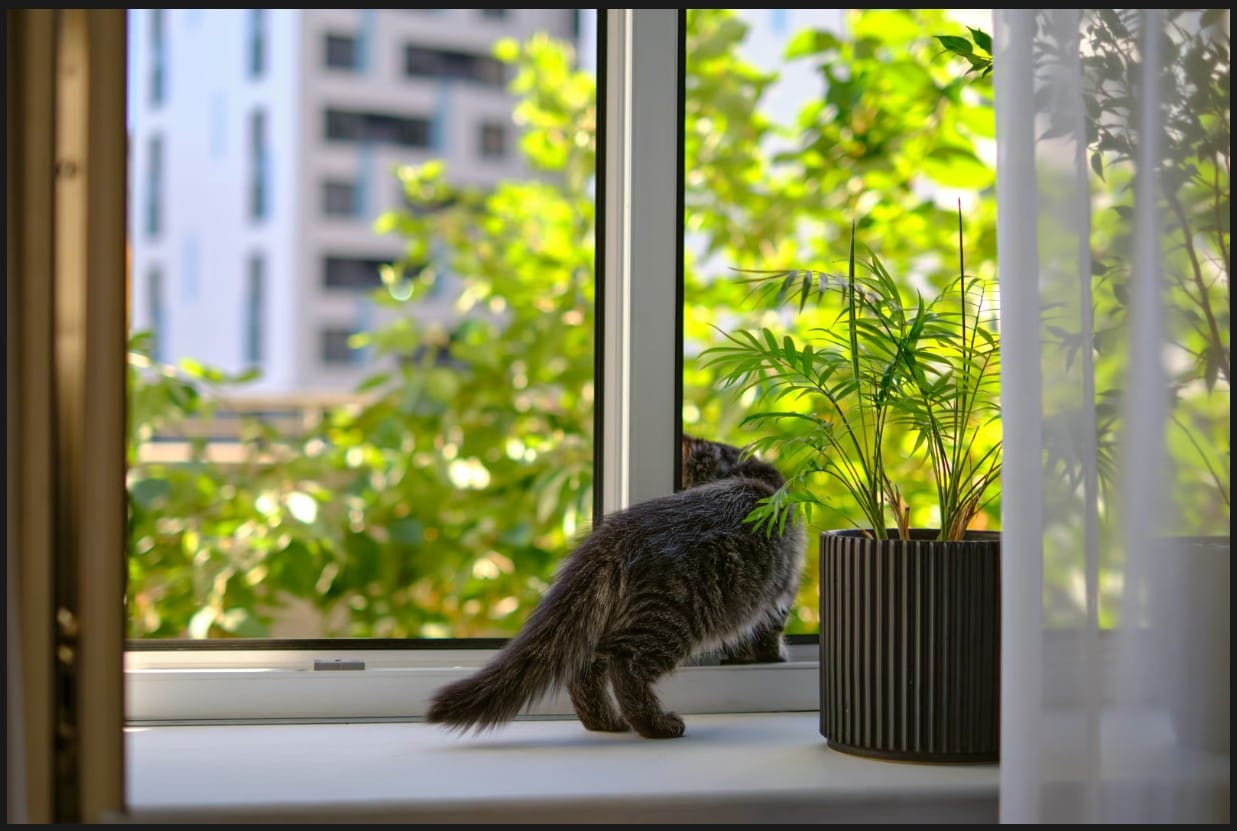Cute tabby cat peering through an apartment window with sunlight streaming through sheer white curtains onto indoor houseplants.