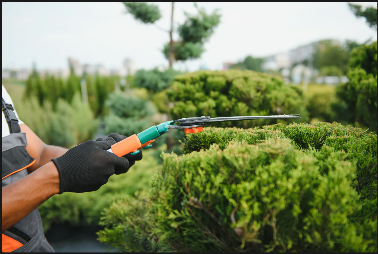 Professional landscaper trimming green bushes with garden shears outdoors.