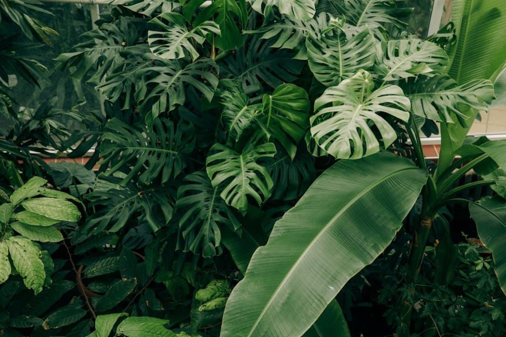 Lush green tropical plants featuring large Monstera deliciosa leaves and a broad banana leaf in a greenhouse.